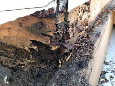 Professional water damage restoration mesa az services in Mesa